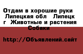 Отдам в хорошие руки - Липецкая обл., Липецк г. Животные и растения » Собаки   
